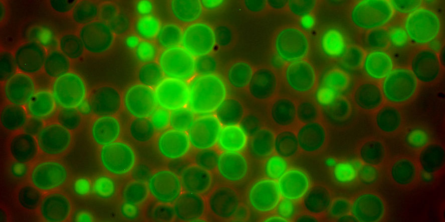Image with missing alt attribute found on yeastgenome.org