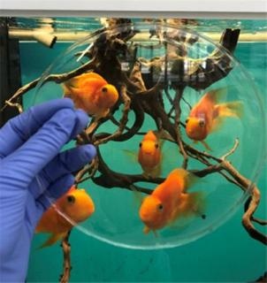 Scientists Produce Environment-Friendly and Higher Grade Bioplastic