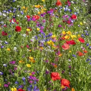 A mix of 21 UK wildflower seeds, including annual meadow wildflowers, bulk wildflower seed mix, UK wild flowers, and wildflowers UK. This mix of wildflower seeds is perfect for creating a beautiful and biodiverse garden or outdoor space.
