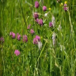 1kg clover seed mix