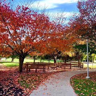 taby.arthur on Instagram: "It&rsquo;s my 8th Fall on campus and it&rsquo;s still just as beautiful as the first 🍁 ❤️"