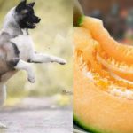 Can dogs eat cantaloupe