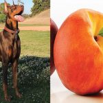 Can dogs eat peaches