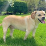 Puggle dog