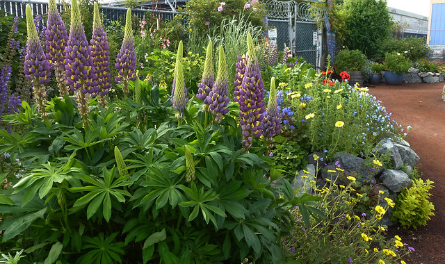 Image with missing alt attribute found on anniesannuals.com