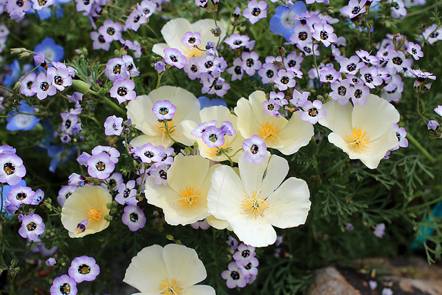 Image with missing alt attribute found on anniesannuals.com