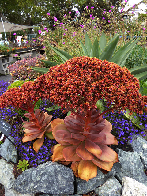 Image with missing alt attribute found on anniesannuals.com