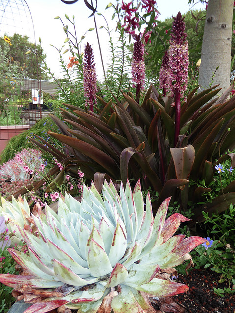 Image with missing alt attribute found on anniesannuals.com