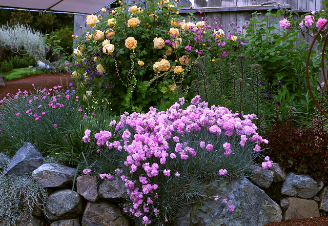 Image with missing alt attribute found on anniesannuals.com