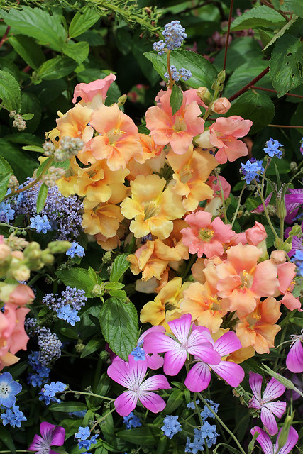 Image with missing alt attribute found on anniesannuals.com