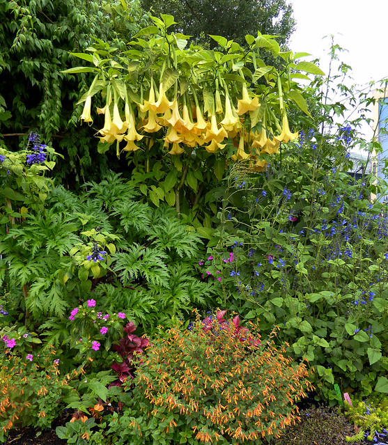Image with missing alt attribute found on anniesannuals.com