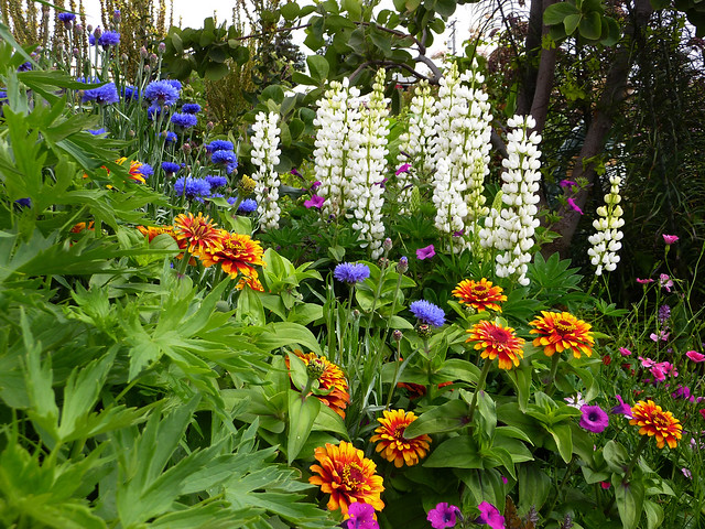 Image with missing alt attribute found on anniesannuals.com