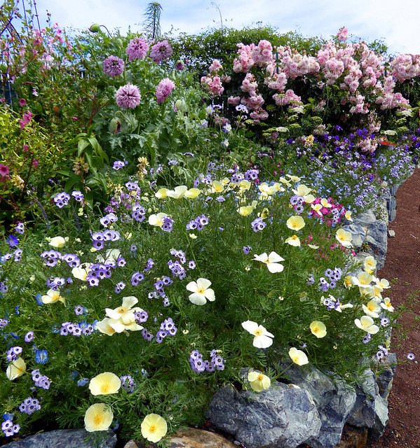 Image with missing alt attribute found on anniesannuals.com