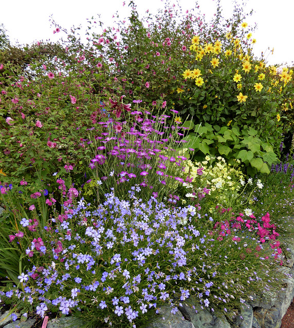 Image with missing alt attribute found on anniesannuals.com