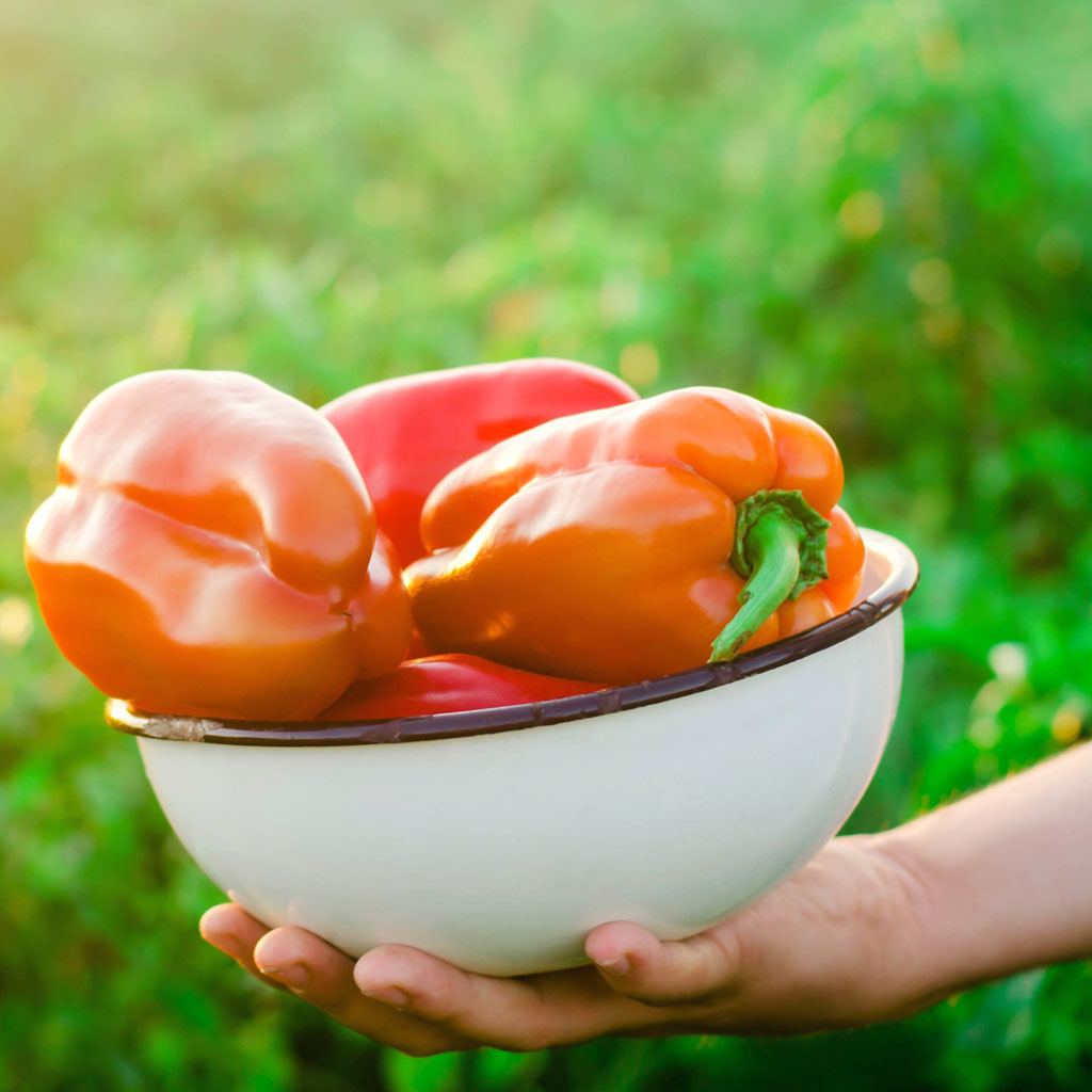 Should I Buy Organic Fruits and Vegetables? Your Ultimate Guide