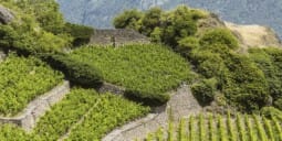 Flights to Shiraz
