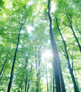Sun shining through the forest - social responsibility on the part of Forbo.