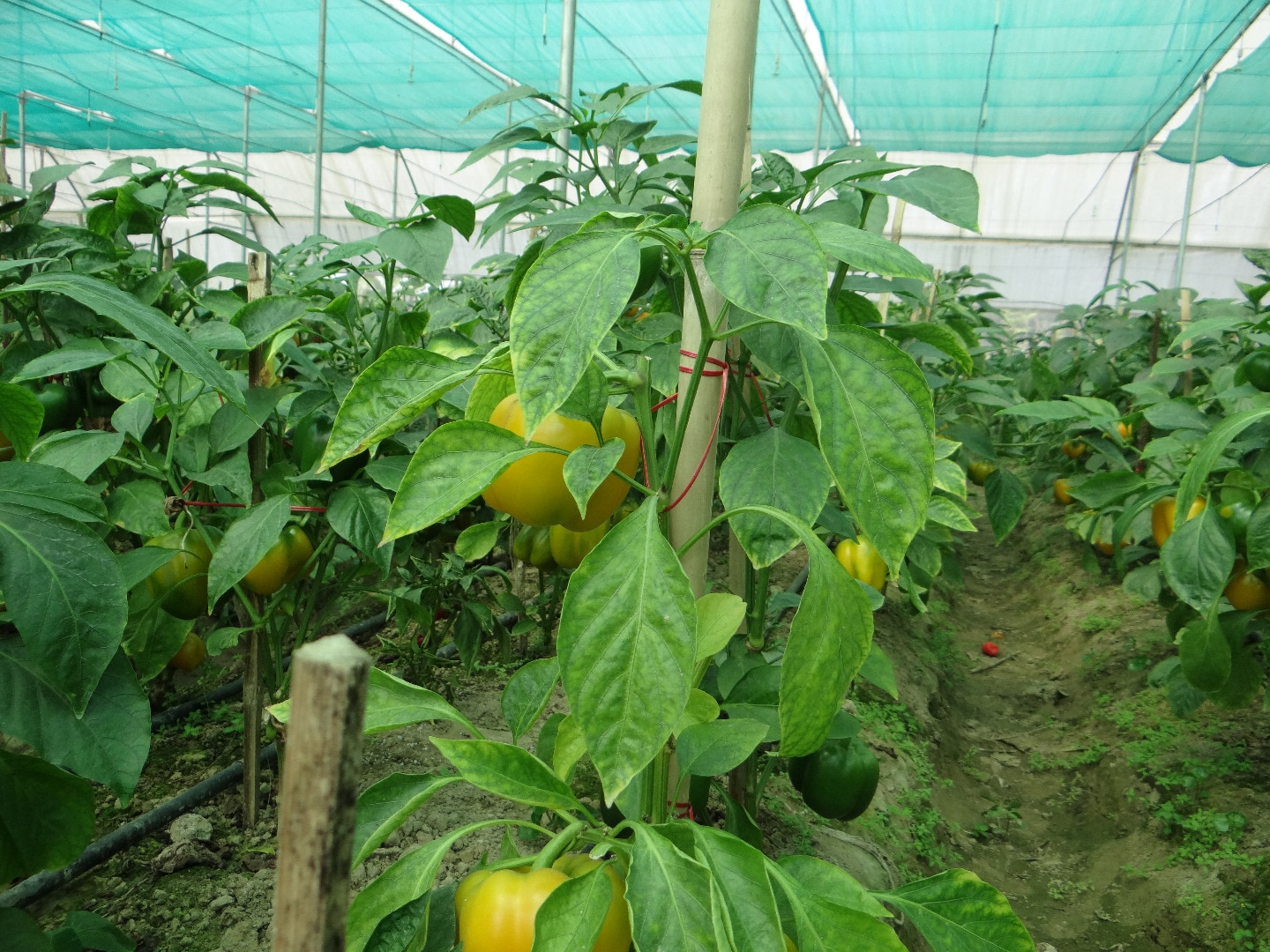 Image with missing alt attribute found on aerotechgreenhouse.com