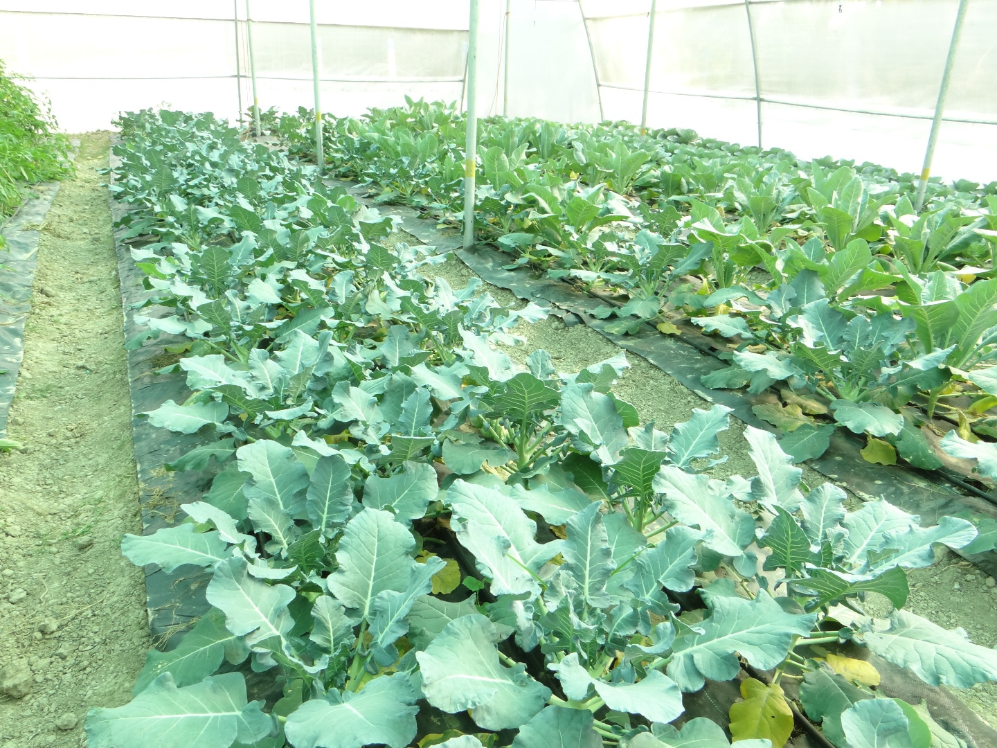 Image with missing alt attribute found on aerotechgreenhouse.com