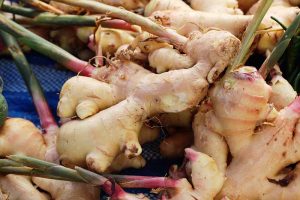 A close up of ginger rhizomes on a blue surface. The roots have started to sprout and the stems are pink at the bottom, contrasting with the green further up.