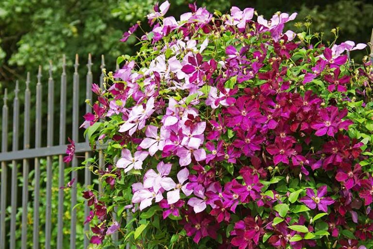 A close up of a clematis vine with light and dark purple flowers with green leaves behind them, against a green metal fence. In the background are trees and vegetation in soft focus.