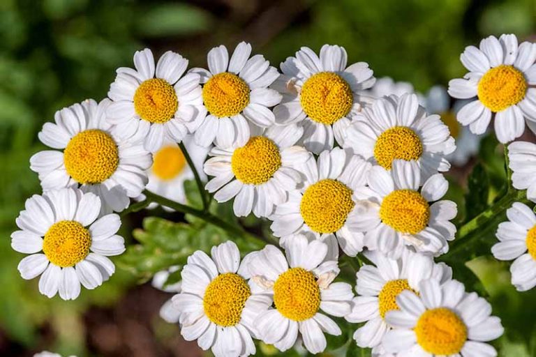 A close up of white feverfew flowers with their contrasting yellow centers on a soft focus dark background.