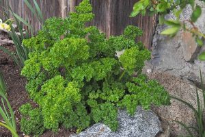 A large curly leaf parsley plant growing in the garden, with other plants nearby. To the right of the frame is a stone wall, and in the background a dark brown wooden fence.