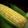 GMO FAQs