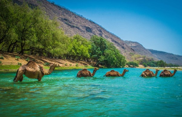 Image with missing alt attribute found on go-oman.com