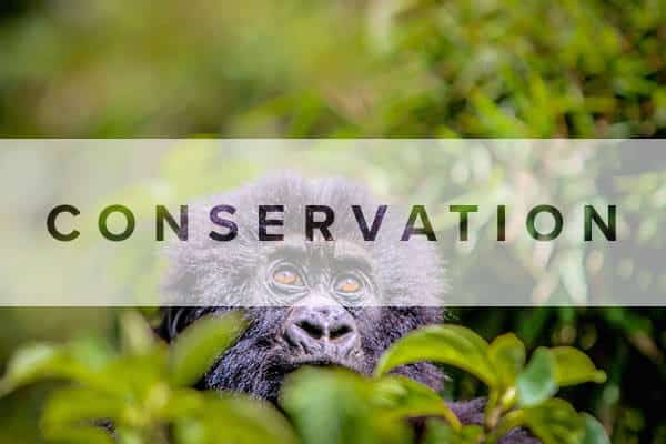 Conservation