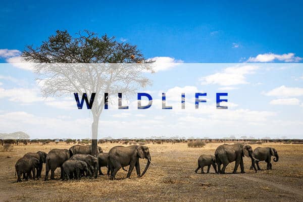 Wildlife