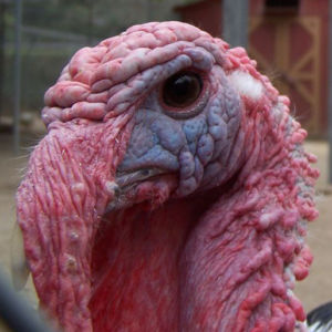 Image with missing alt attribute found on gunaxin.com