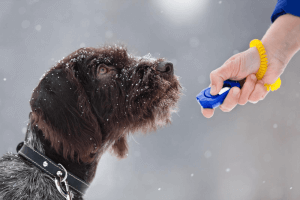Clickertraining