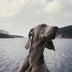 &iquest;Le hablas a tu perro? No sirve de mucho: prefieren el contacto f&iacute;sico a las palabras