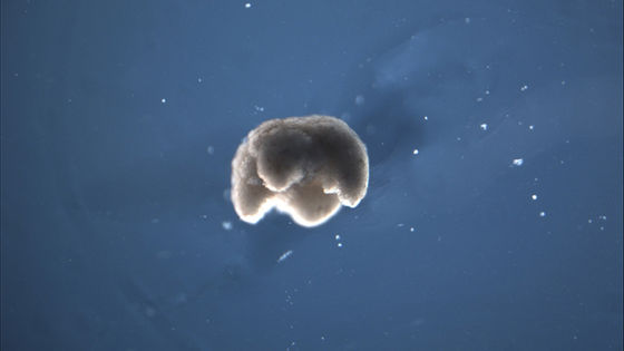 Image with missing alt attribute found on gigazine.net