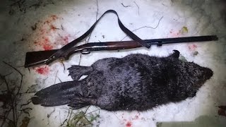 Охота на крупного бобра