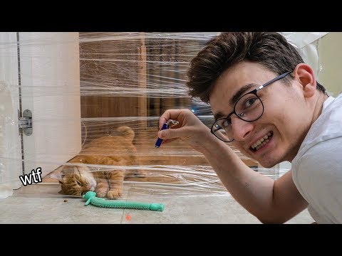 Кот VS Невидимая стена