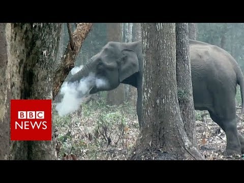 India 'smoking' elephant video goes viral - BBC News