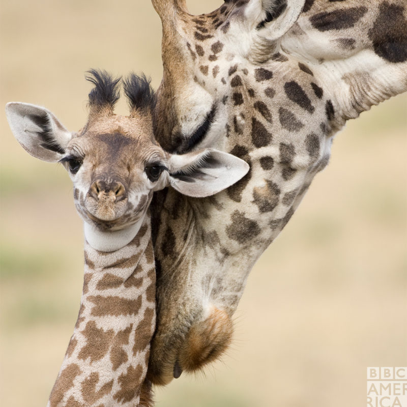 giraffe