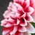 Image with missing alt attribute found on gardrops.com