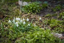 Free Snowdrops In The Garden Stock Photo - 111288690