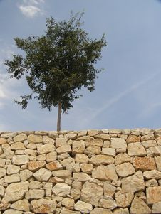 Free Rock And Tree Stock Photography - 5848602