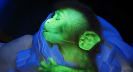 A glow-in-the-dark monkey. Photo: Anthony Chan