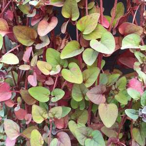 Need to identify this plant