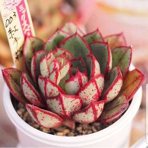 Does anyone know the name of this succulent?