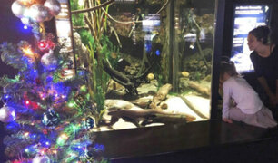 EEUU: anguila enciende luces navide&ntilde;as con descargas el&eacute;ctricas