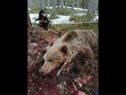 Весенняя охота на медведя видео 2020 года с ВСЛ