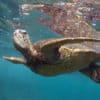 Image with missing alt attribute found on mongabay.com