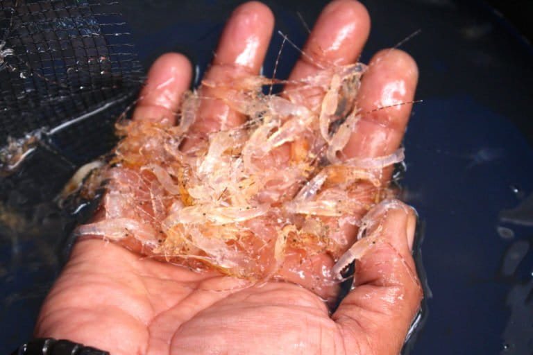 Image with missing alt attribute found on mongabay.com