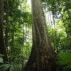 Image with missing alt attribute found on mongabay.com